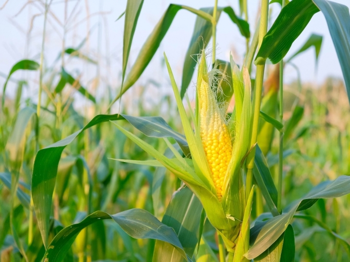 Monitoramento da Conab aponta milho segunda safra com amplo desenvolvimento