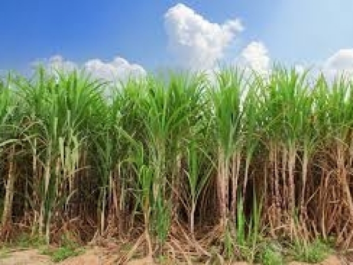 Manejo da ‘Sphenophorus levis’ cresce quase 80% em 2019