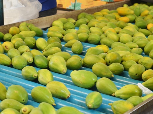  Fruta Brasileira - 2,4 milhões de hectares cultivados e emprego para seis milhões de pessoas. Foto: Divulgação 