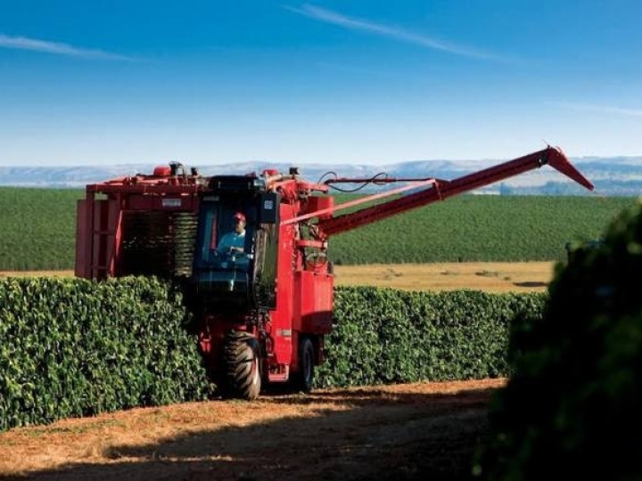  25% dos cafeicultores realizam colheita mecanizada 