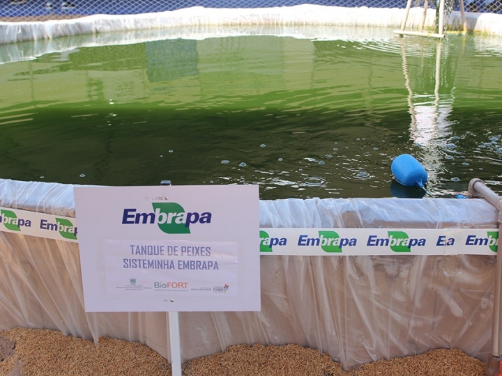 Tecnologia barata para produzir alimentos é adotada por 4,5 mil famílias em 12 estados