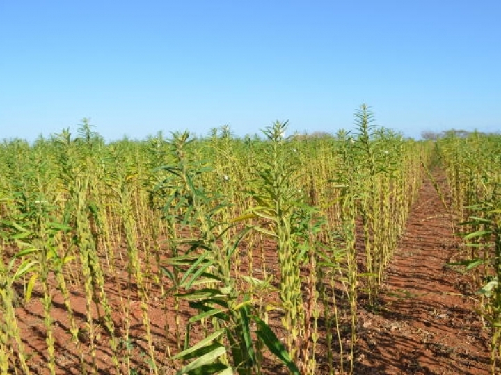 Gergelim como opção de safrinha é tema de palestra na Agrotins virtual