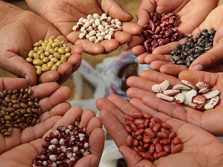 Portfólio de sementes é o novo destaque do aplicativo BASF Agro