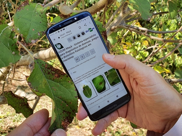 O Uzum permite rapidez na identificação de um problema na cultura, minimizando, assim, possíveis perdas na produção do pomar - Foto: Viviane Zanella