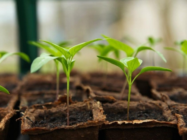 Foto: Divulgação/ Pixabay