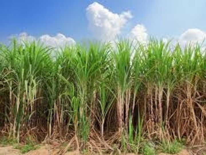 Syngenta: novo herbicida pré-emergente para cana