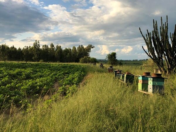 Apiários em lavouras de soja. Diálogo entre agricultor e apicultor protege cultivos e abelhas. Foto: Divulgação 