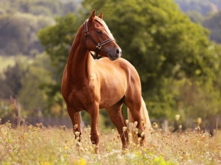 Entenda a diferença entre o coronavírus humano e os coronavírus em animais