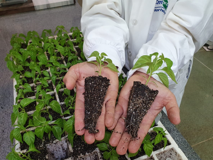 Hidrogel nanotecnológico economiza cerca de 12% de água 