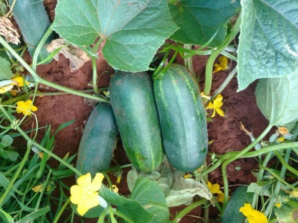 Pepino Vectra   Foto: Divulgação