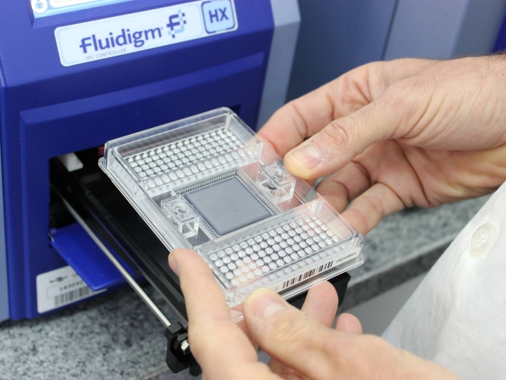 Chips de DNA certificam matrizes de tambaqui de cativeiro para produção de alevinos