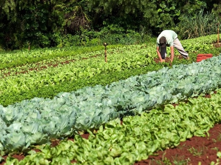 Programa de Aquisição de Alimentos recebe R$ 10mi de emendas parlamentares