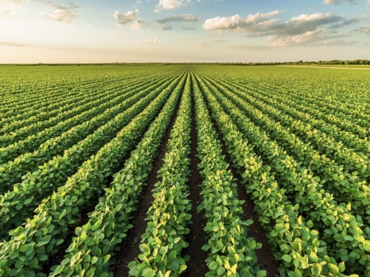 FMC Brasil cresce 19% no primeiro trimestre de 2020