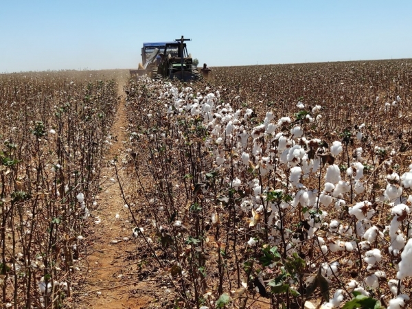 Foto: Valdinei Sofiatti