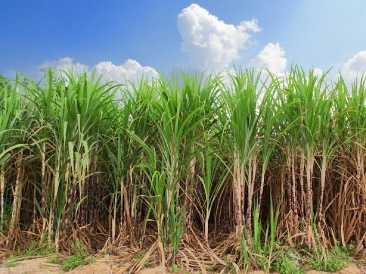 Corteva e Pecege levam conhecimento ao sucroenergético