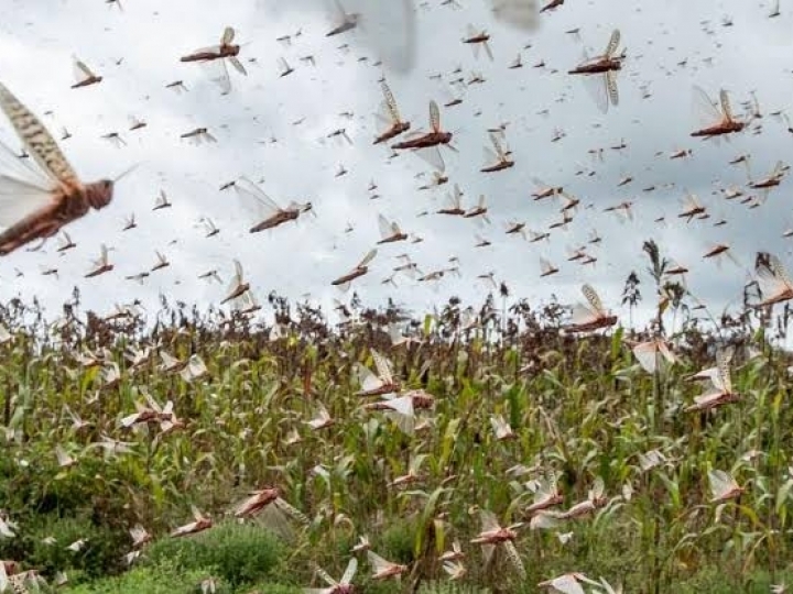 Nuvem de gafanhotos se desloca em direção ao Uruguai, informa serviço argentino ao Mapa