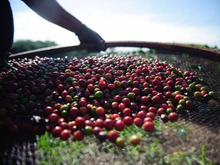 Governo reduz taxas de juros nos financiamentos do Funcafé