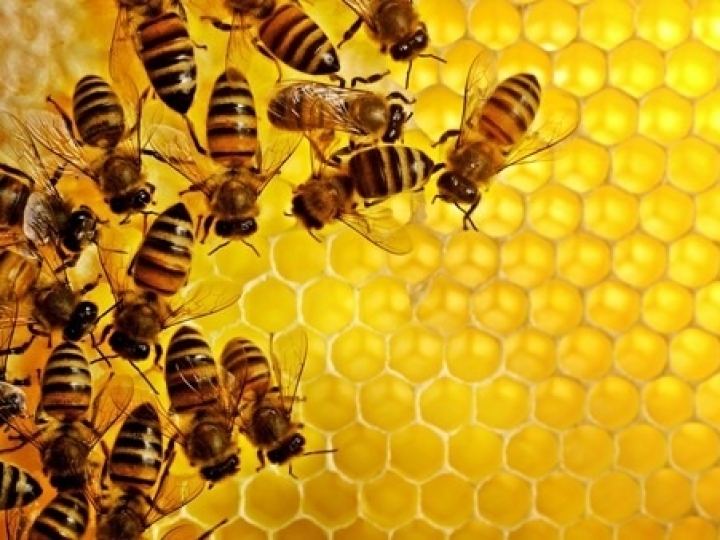 Práticas amigáveis entre agricultura e apicultura