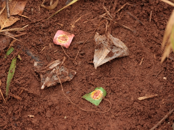 A metodologia holandesa chamada Tea Bag Index (TBI) está sendo usada por cientistas da Embrapa Pecuária Sudeste em parceria com a Universidade Federal de São Carlos (UFSCar) - Foto: Luiz Paiva