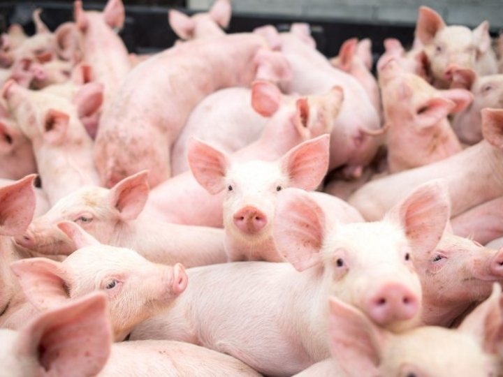 Custos de produção de suínos e de frangos caem