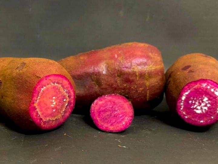 Pesquisas podem revolucionar cultura regional da batata-doce