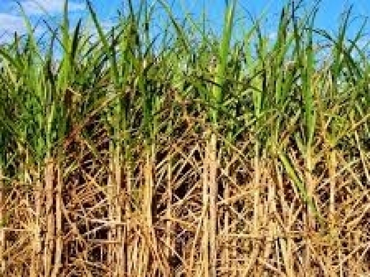 Produtor pode economizar até 20% com plantio de cana de baixa densidade