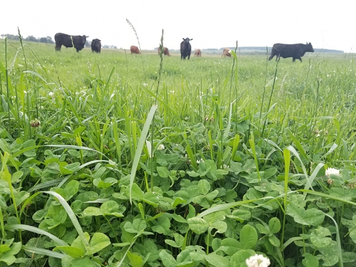 Pasto sobre Pasto garante estabilidade na produção de forragem e minimiza vazios forrageiros