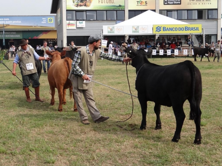 Associação de Angus se manifesta contra realização da Expointer 2020