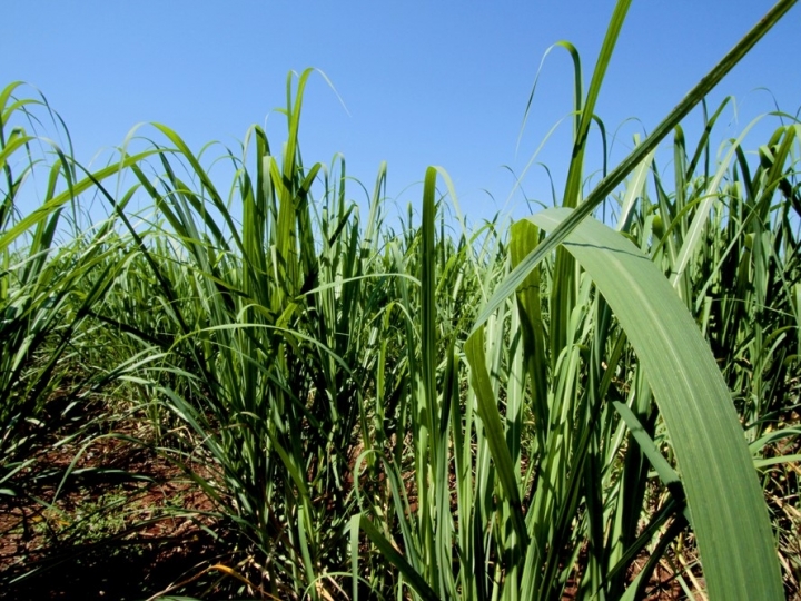 FMC participa da Coopercitrus Expo com foco em soluções tecnológicas