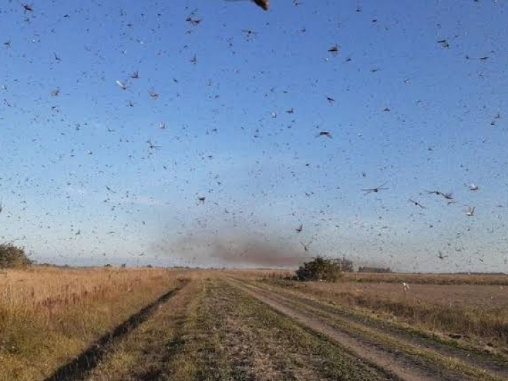 Nuvem de gafanhotos não se desloca em direção ao Brasil