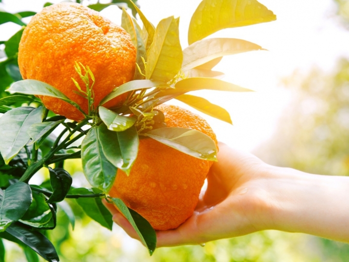 Fórmula inédita para o manejo do greening na citricultura
