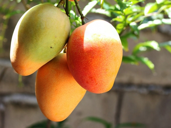 Para evitar prejuízos, é necessário cuidado especial na escolha das variedades que serão utilizadas no pomar Para evitar prejuízos, é necessário cuidado especial na escolha das variedades que serão utilizadas no pomar.  Foto: iStock  