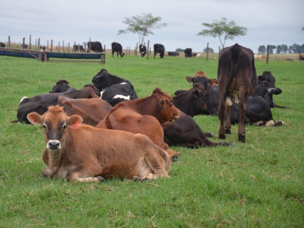 Irrigar pastagem traz lucros. Foto: Divulgação