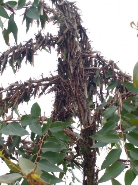 Foto: Senasa/Divulgação 