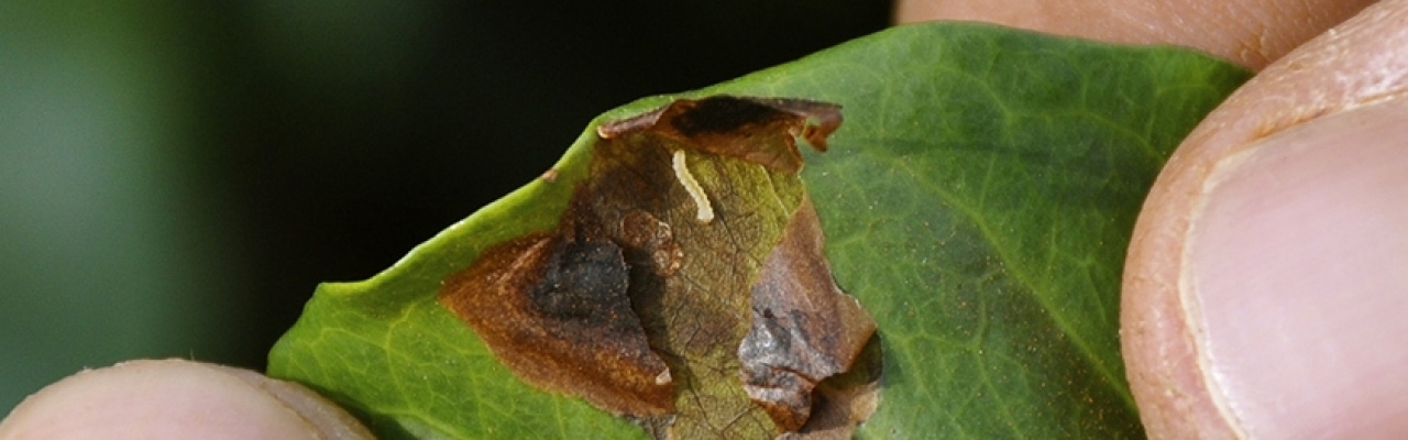 Foto: Internet / Syngenta