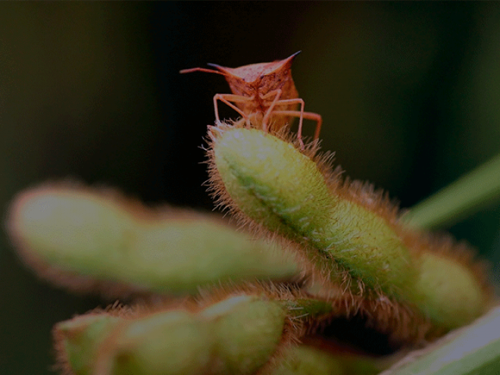 Percevejo-marrom: saiba como realizar o controle eficiente de uma das principais pragas da soja