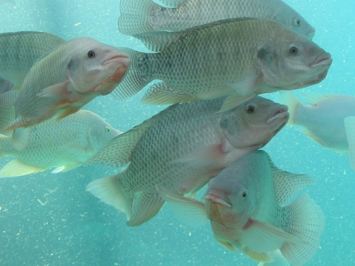 Cientistas usam organismos aquáticos para estabelecer níveis seguros de agroquímicos