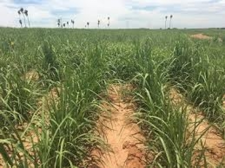 Bayer reúne os maiores especialistas em manejo de plantas daninhas do país em evento digital