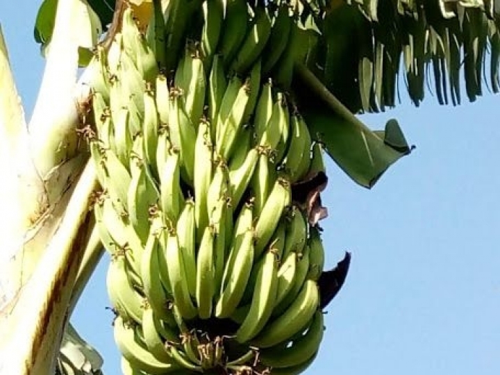 Viabilidade do cultivo da banana-da-terra 