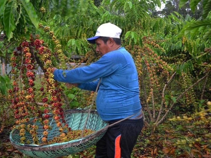 Embrapa é precursora da cafeicultura clonal no Amazonas