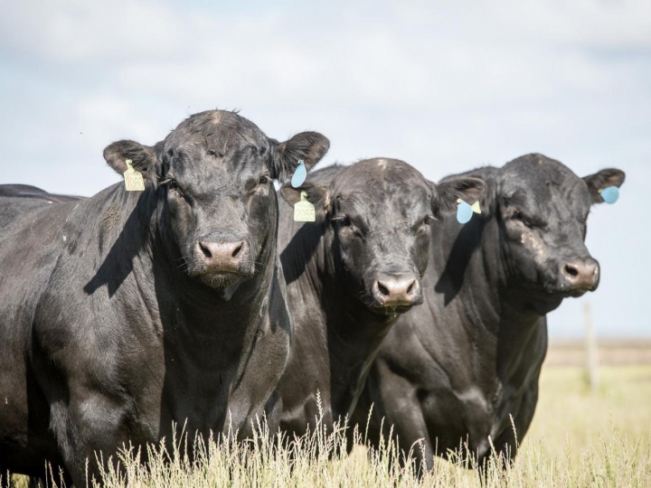 Venda de sêmen Angus aumenta 33,97% e valoriza produção nacional