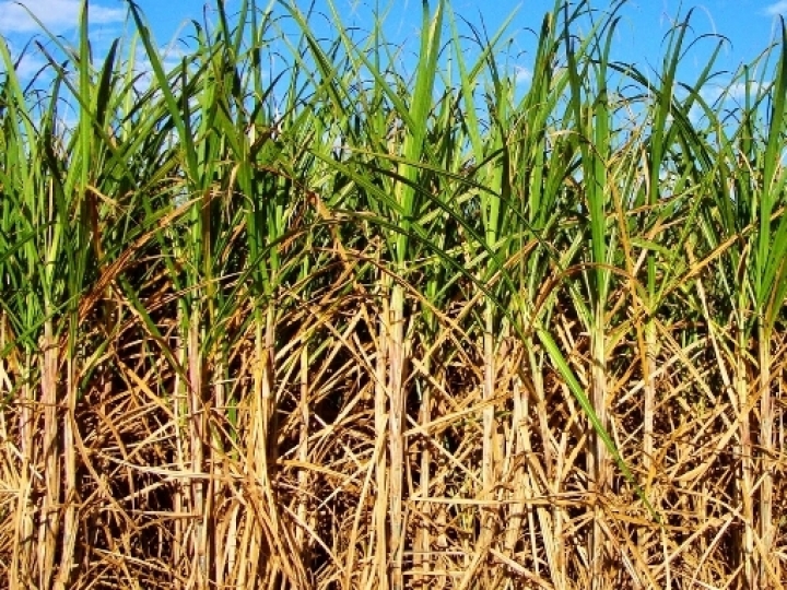 Fornecedores de cana de PE planejam protesto