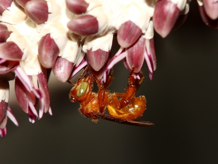 Mais de 90% da polinização do açaí é realizada por abelhas da Amazônia