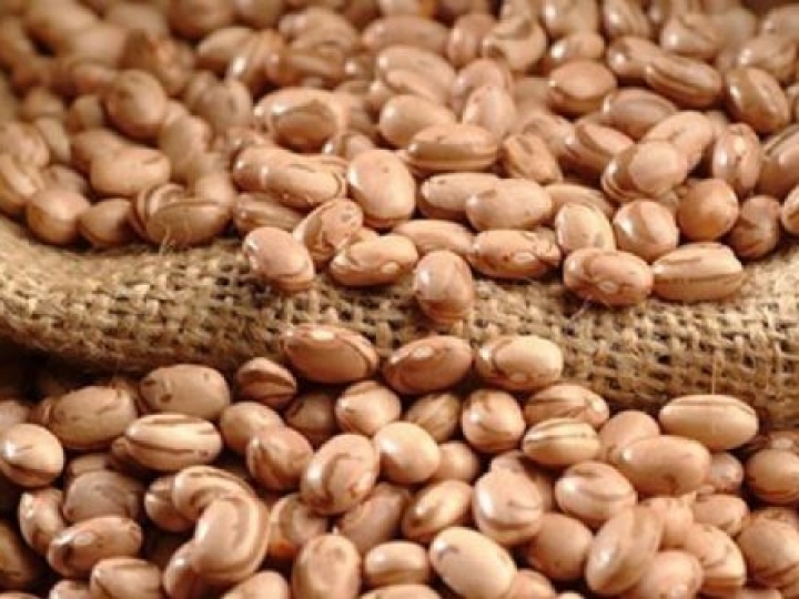 Cultivo superprecoce de feijão melhora produtividade e resistência a pragas