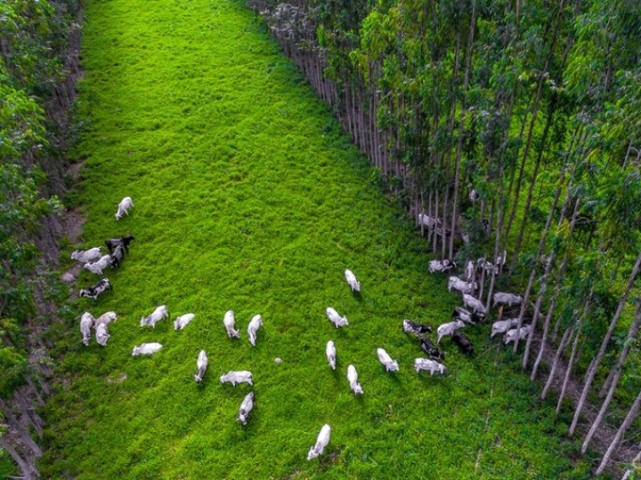 Brasil tem primeira linha de produtos carne carbono neutro