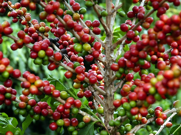 Governo aprova redução de taxas de juros para setor cafeeiro