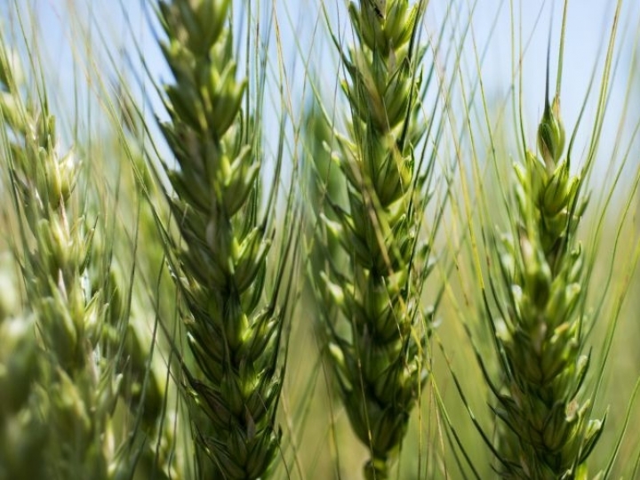 Dia de campo digital discute trigo como opção rentável e fortaleza agronômica