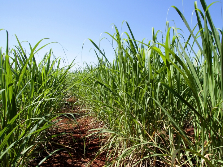 FMC leva nova campanha “Onde tem cana, tem energia” no Herbishow 2020
