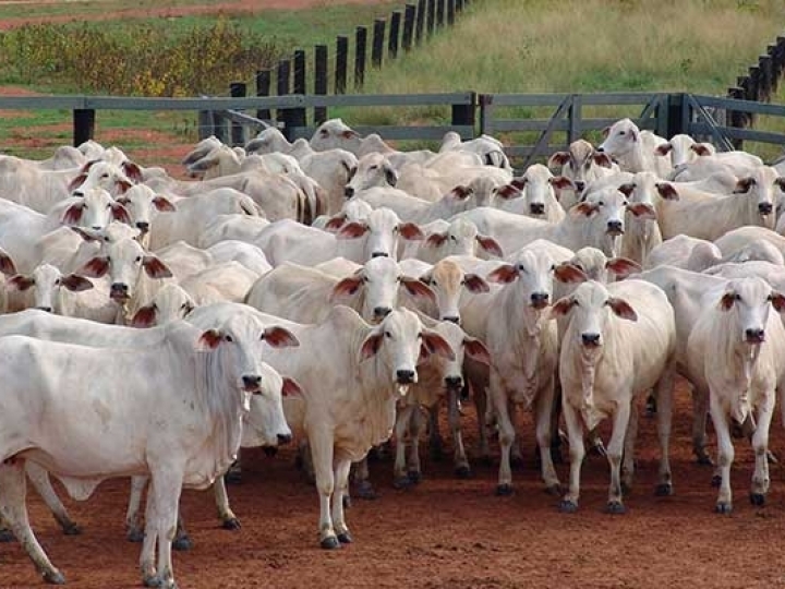 CNA e Conselho do Agro debatem reforma tributária na Expogenética