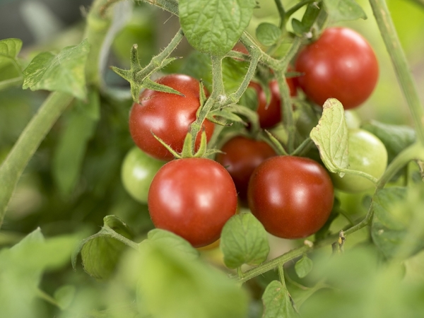Grupos funcionais do Krill A32 atuam como carreadores de nutrientes para as plantas, eficiência comprovada em cultivos de tomates, pimentões e alface. Foto: iStock